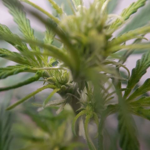 White Widow growlog timeline photo