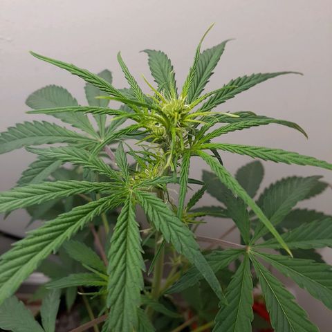 White Widow growlog timeline photo