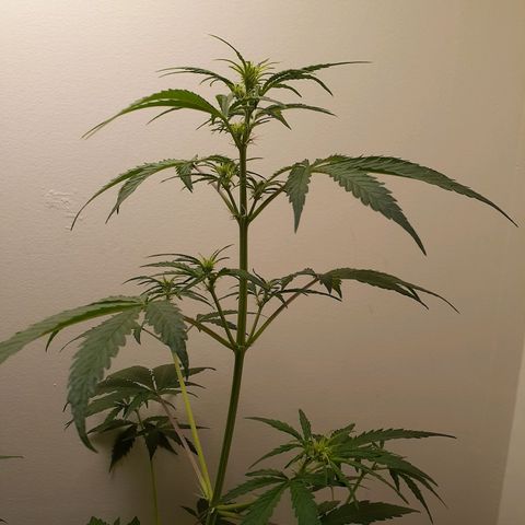 White Widow growlog timeline photo