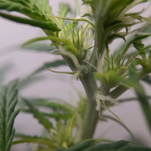 White Widow growlog timeline photo