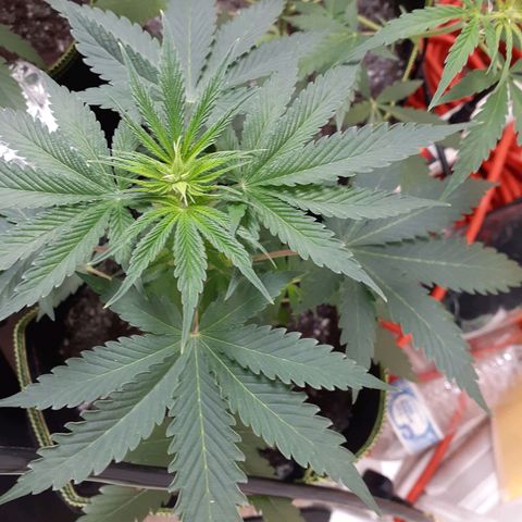 White Widow growlog timeline photo