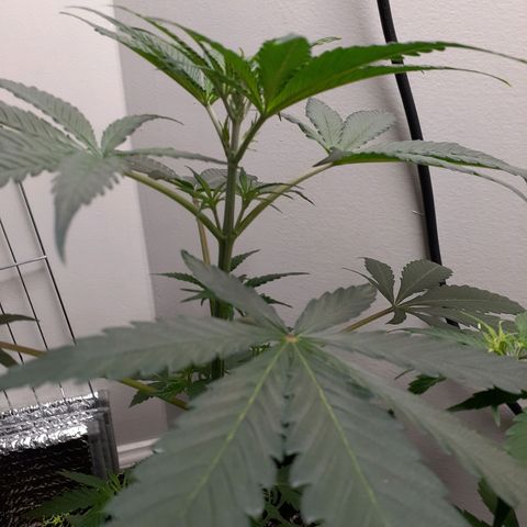 White Widow growlog timeline photo