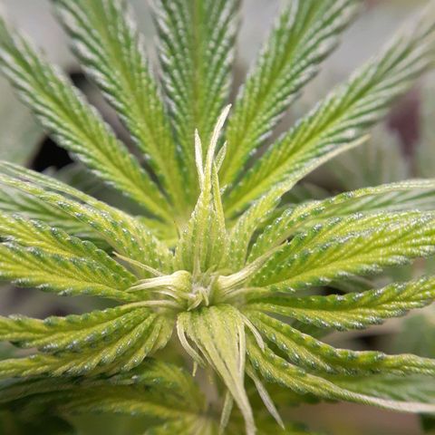 White Widow growlog timeline photo