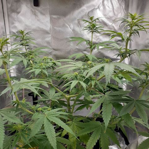 Bubblegum Kush growlog timeline photo
