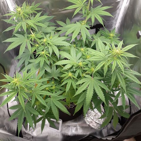 Bubblegum Kush growlog timeline photo