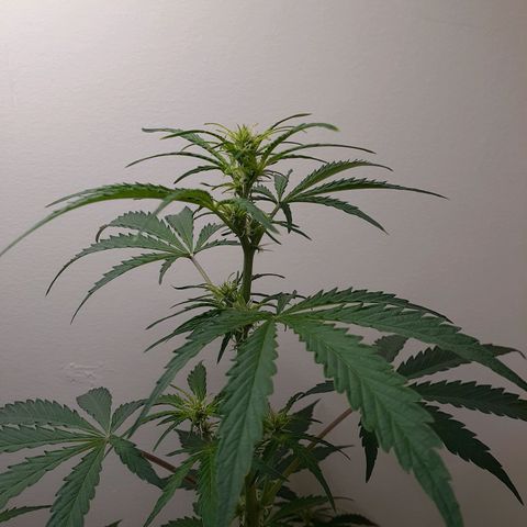 White Widow growlog timeline photo