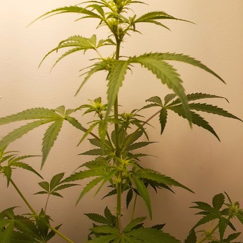 White Widow growlog timeline photo