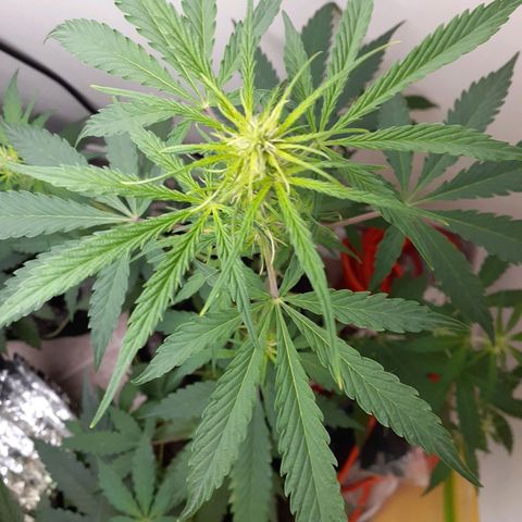 White Widow growlog timeline photo