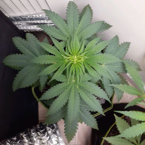 White Widow growlog timeline photo