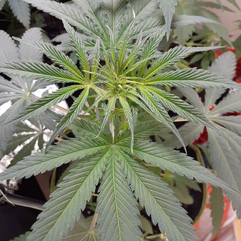 White Widow growlog timeline photo