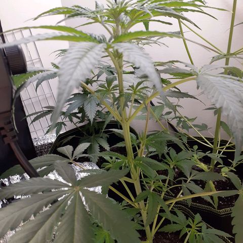 White Widow growlog timeline photo