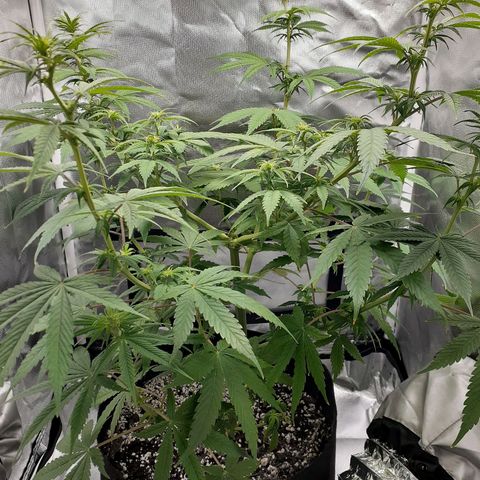 Bubblegum Kush growlog timeline photo