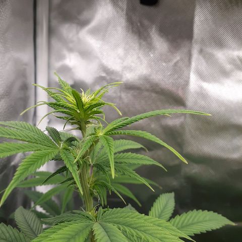 Bubblegum Kush growlog timeline photo