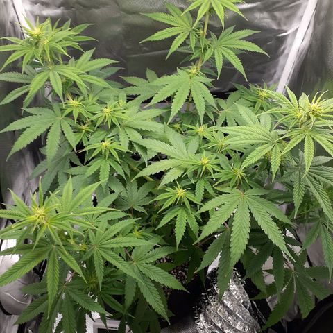 Bubblegum Kush growlog timeline photo