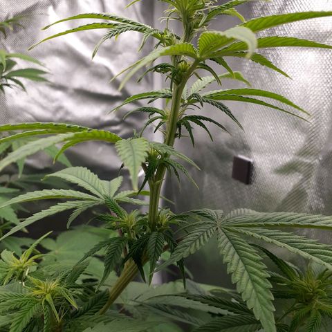 Bubblegum Kush growlog timeline photo