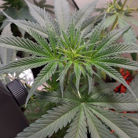 White Widow growlog timeline photo