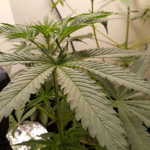 White Widow growlog timeline photo