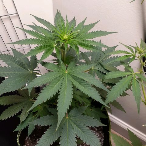 White Widow growlog timeline photo