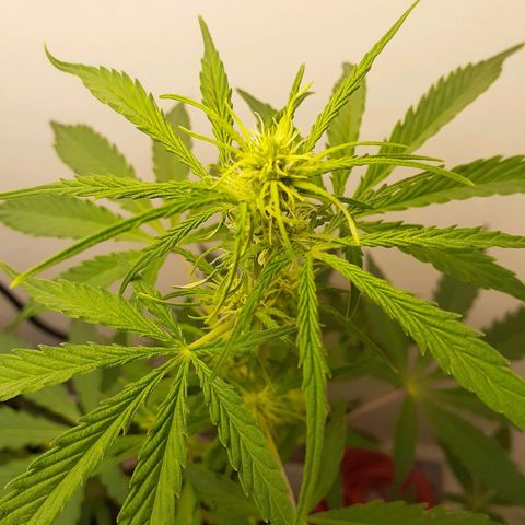 White Widow growlog timeline photo