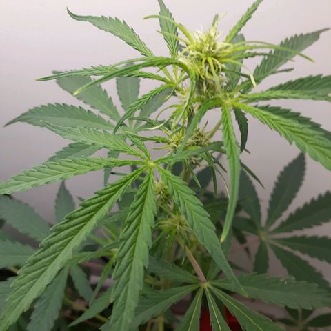 White Widow growlog timeline photo
