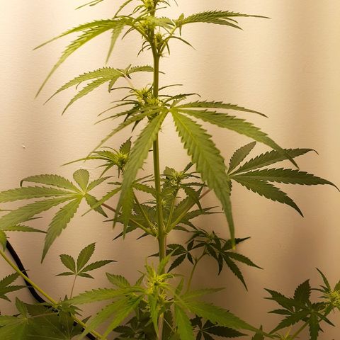 White Widow growlog timeline photo