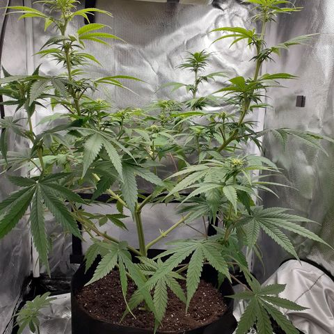 Bubblegum Kush growlog timeline photo