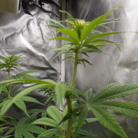Bubblegum Kush growlog timeline photo