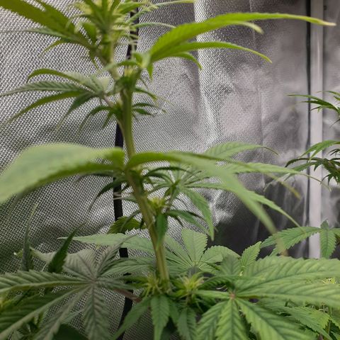 Bubblegum Kush growlog timeline photo