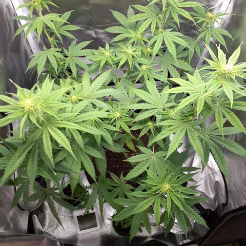 Bubblegum Kush growlog timeline photo