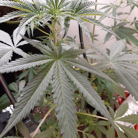 White Widow growlog timeline photo