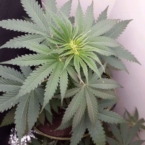 White Widow growlog timeline photo