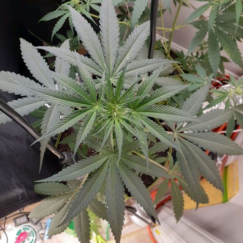 White Widow growlog timeline photo
