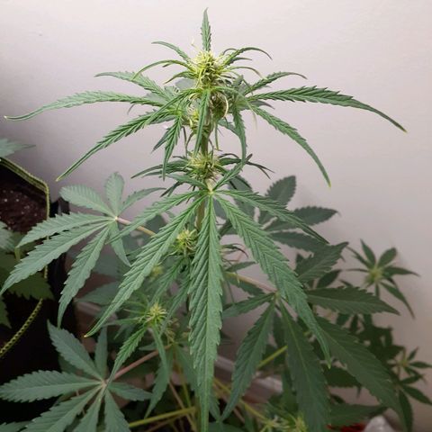 White Widow growlog timeline photo