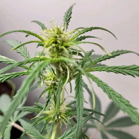 White Widow growlog timeline photo