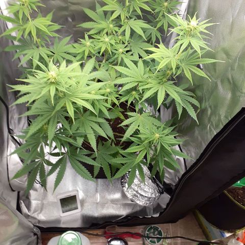 Bubblegum Kush growlog timeline photo