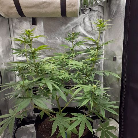 Bubblegum Kush growlog timeline photo
