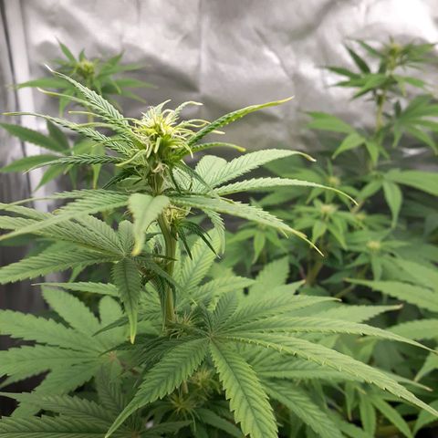 Bubblegum Kush growlog timeline photo