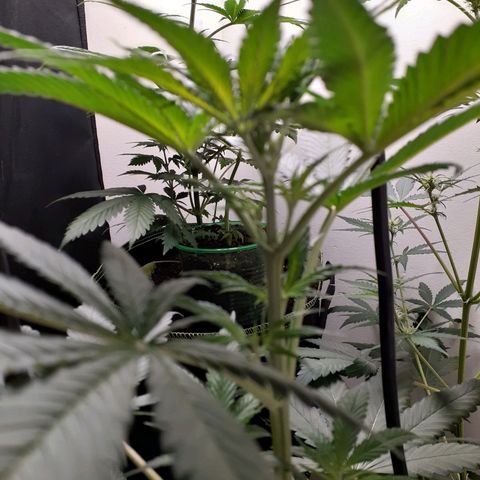 White Widow growlog timeline photo