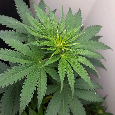 White Widow growlog timeline photo