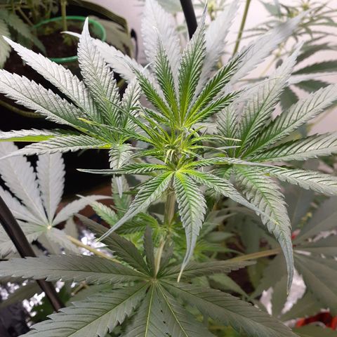 White Widow growlog timeline photo
