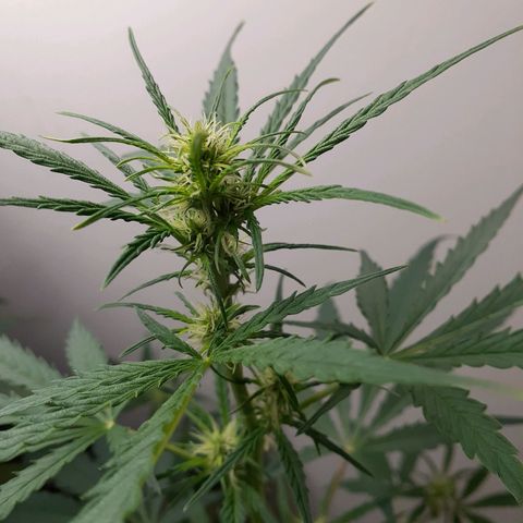 White Widow growlog timeline photo