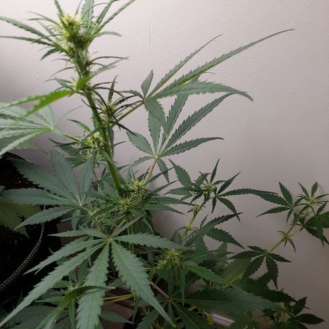 White Widow growlog timeline photo