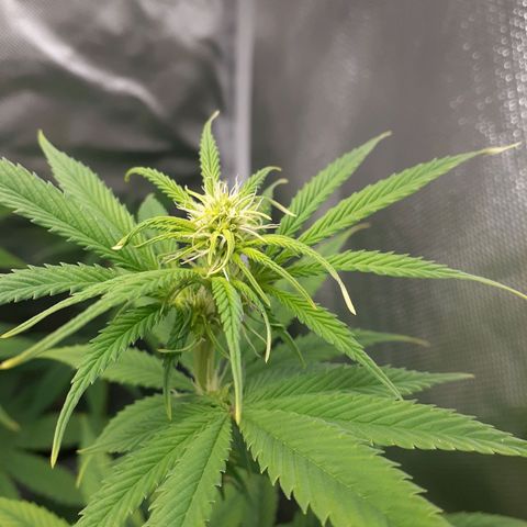 Bubblegum Kush growlog timeline photo
