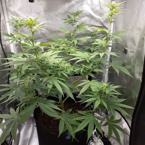 Bubblegum Kush growlog timeline photo