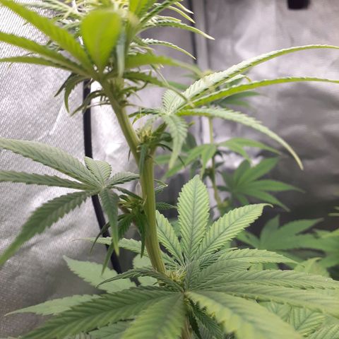 Bubblegum Kush growlog timeline photo