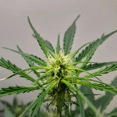 White Widow growlog timeline photo