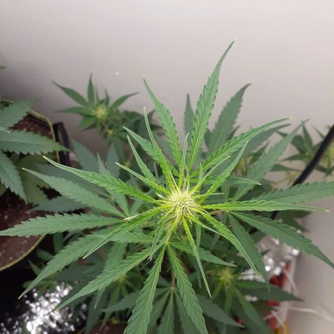 White Widow growlog timeline photo