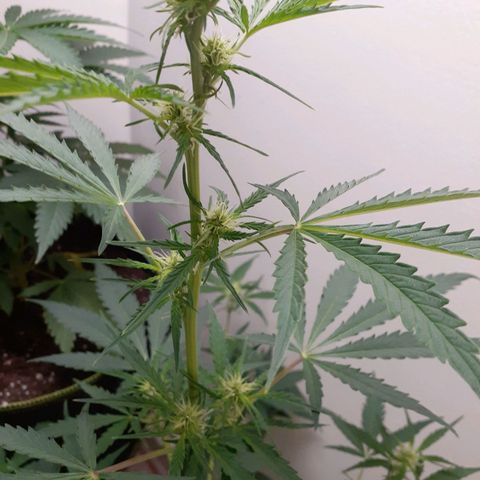 White Widow growlog timeline photo