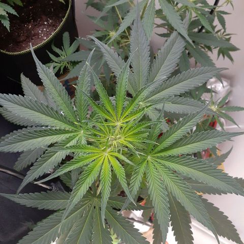 White Widow growlog timeline photo