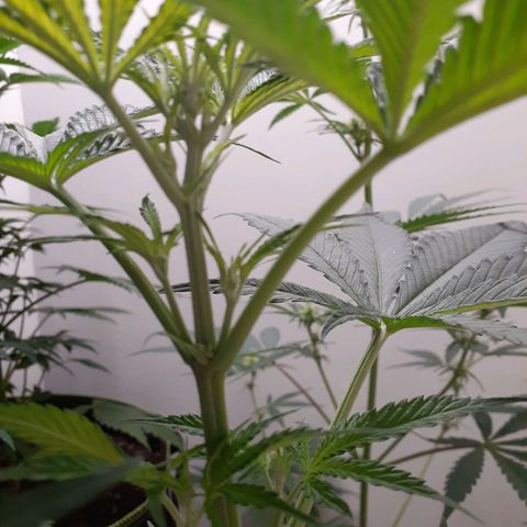 White Widow growlog timeline photo